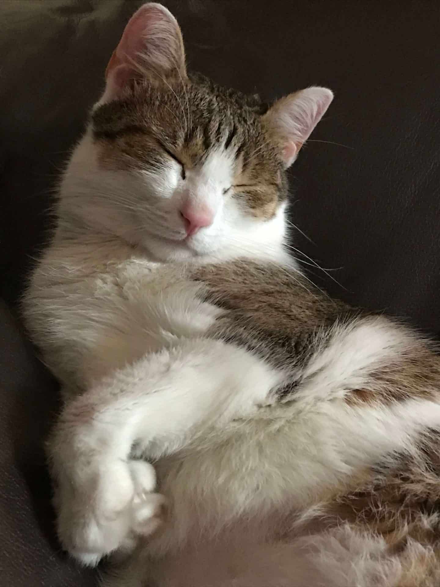 Mascotte minus 1vétérinaire du galion clinique obernai